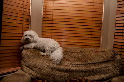 Rivera dog